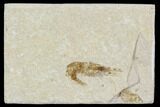 Cretaceous Fossil Shrimp - Lebanon #107457-1
